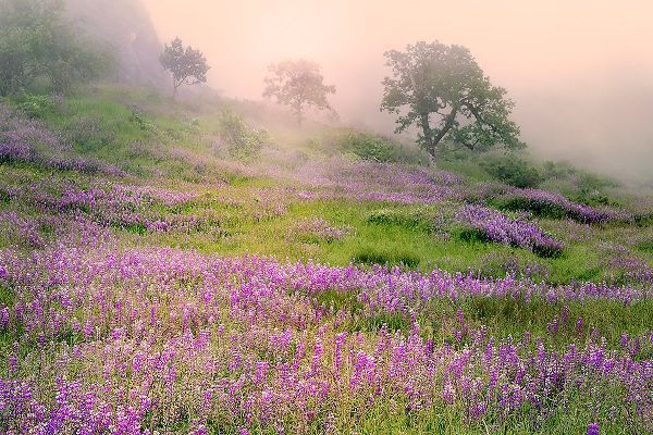 Jones, Adam 아티스트의 Purple Lupine flowers and tree in foggy sunrise-Bald Hills Road-California작품입니다.